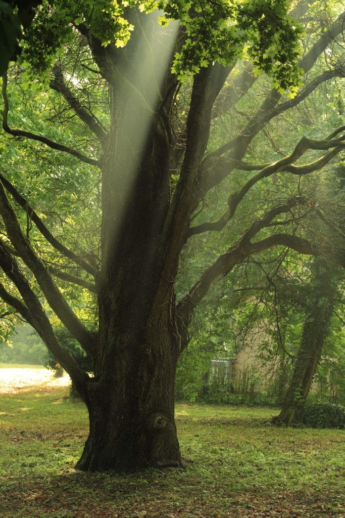 Arbre traversé par un rayon de lumière